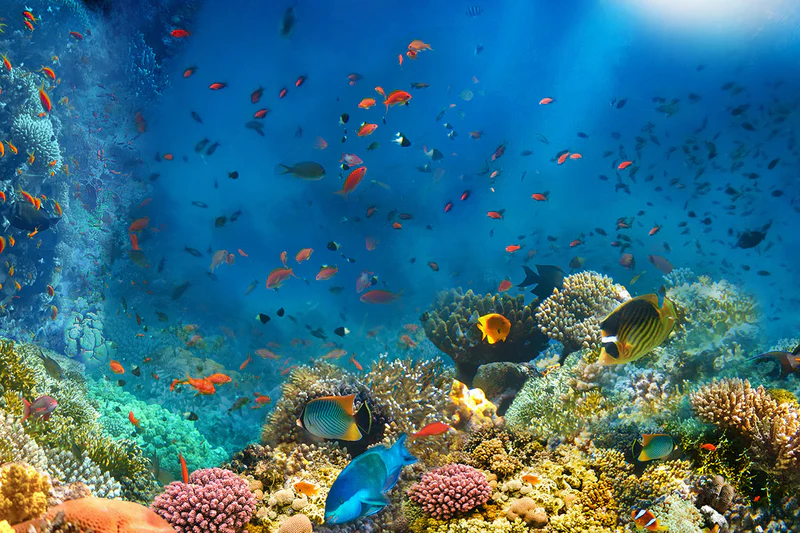 Marine Sanctuary
